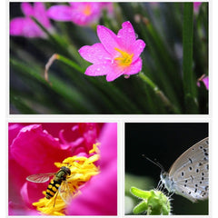 3 in 1 Mobile Phone Lenses - mytechnotool.com